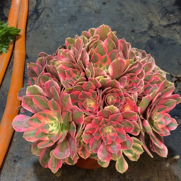 女妖多肉植物87。  