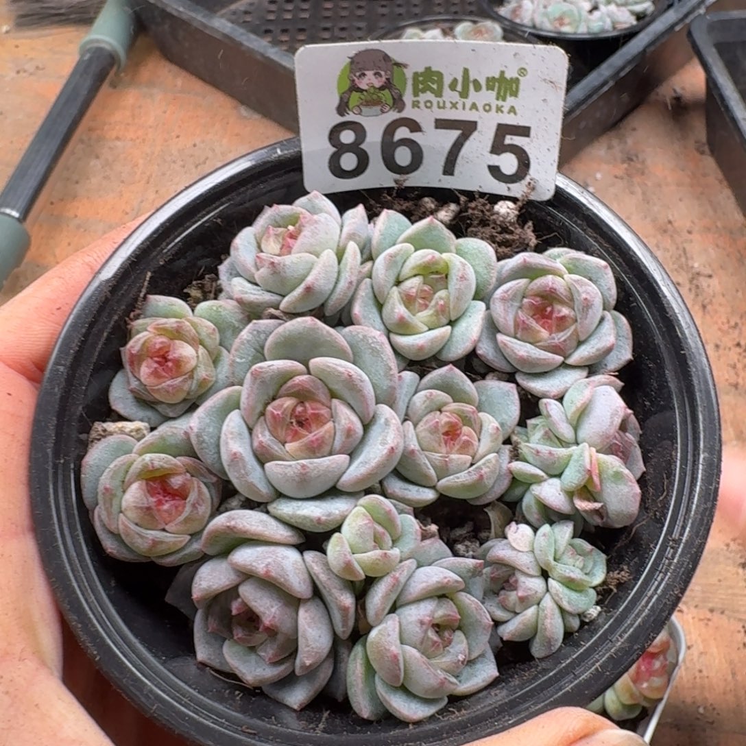 多肉植物多肉植物