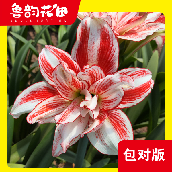 球迷 跳跃 重瓣朱顶红种球大花室内外开花盆栽植物