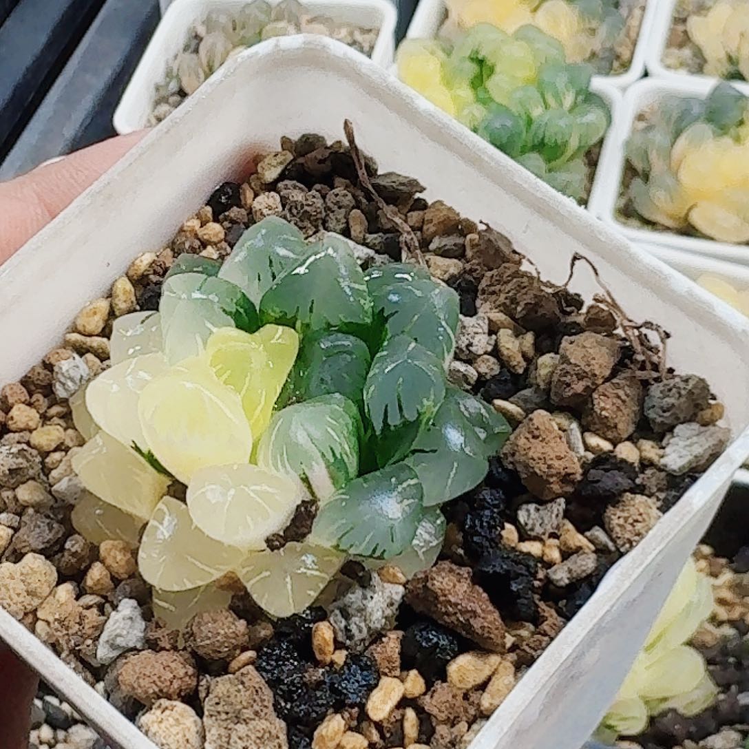 松***塔十二卷 实生冰灯锦福利