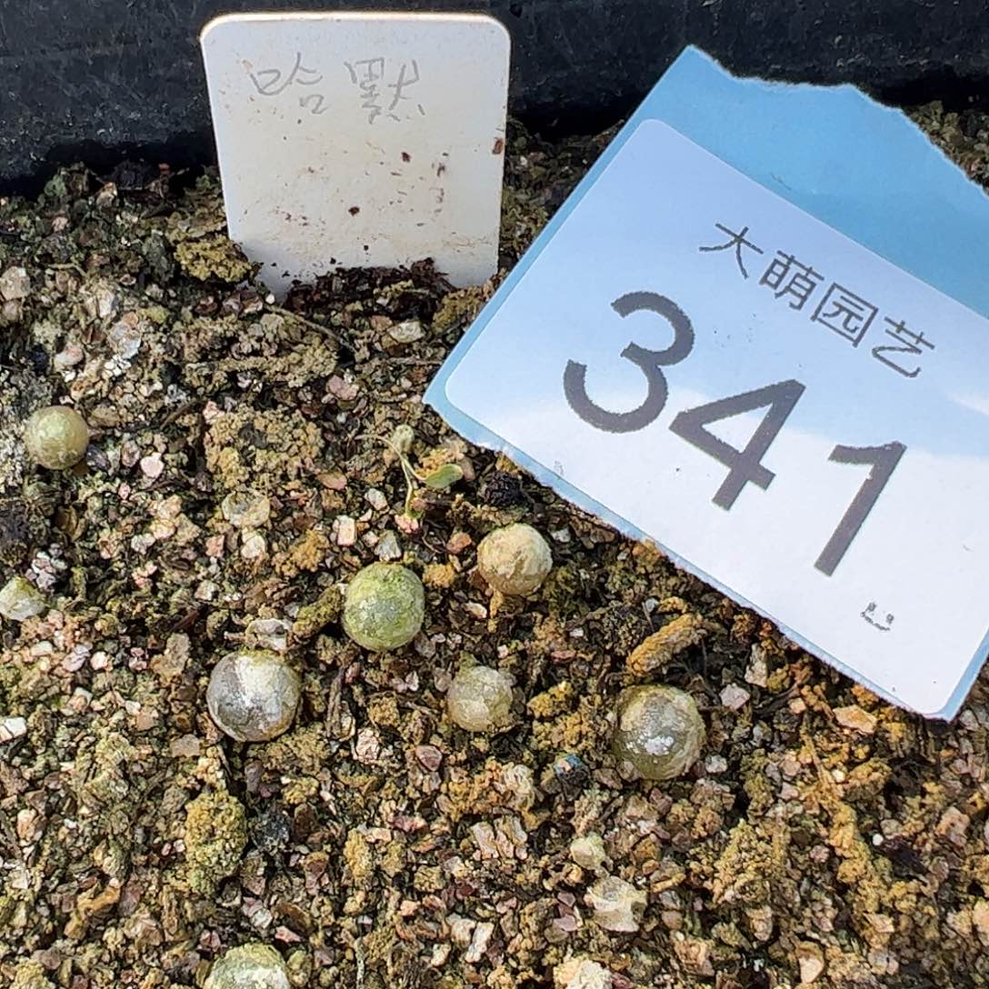 0000341量拍哈默灯泡1颗尺寸0.6上下介意勿拍