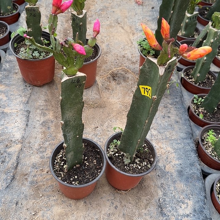 772+792嫁接蟹爪兰：红桑巴+女巫