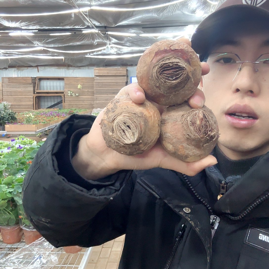 全部花苞朱顶红球三个