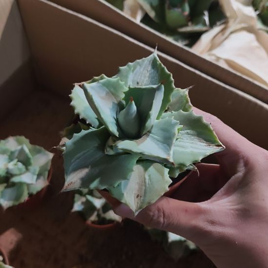 阿*罗王菲雷神一物一拍