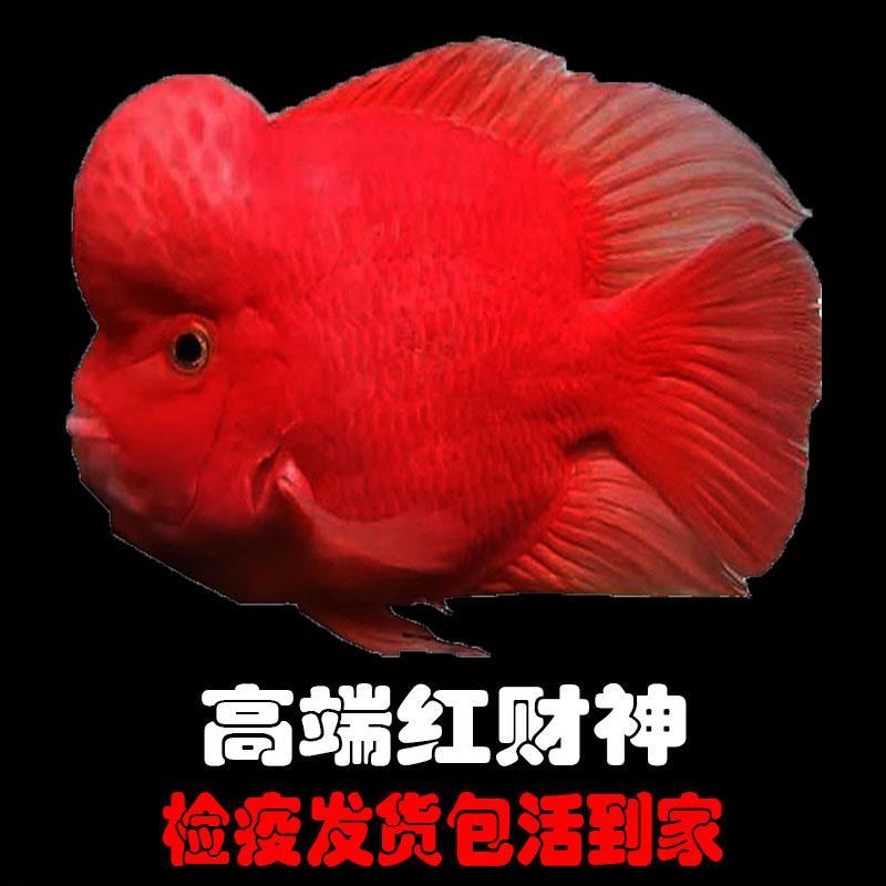 财神鱼热带观赏鱼正宗起头红财神鱼活体财神鹦鹉鱼大型淡水发财鱼