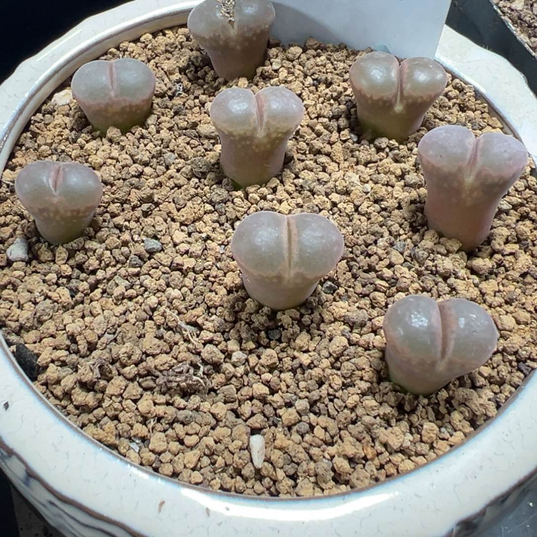 12-104量拍流沙风铃一颗