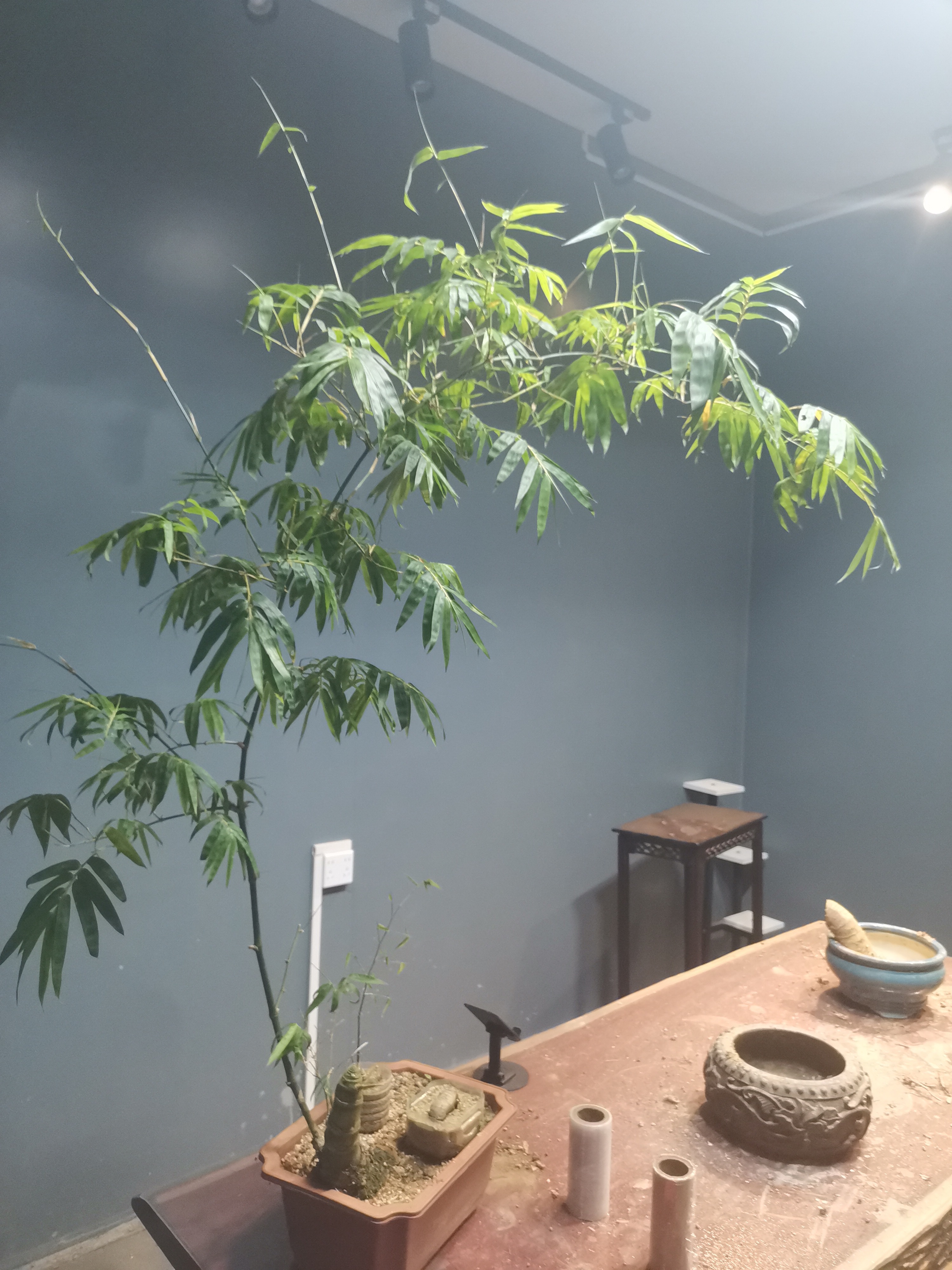 小叶簕竹，海岛龙船花