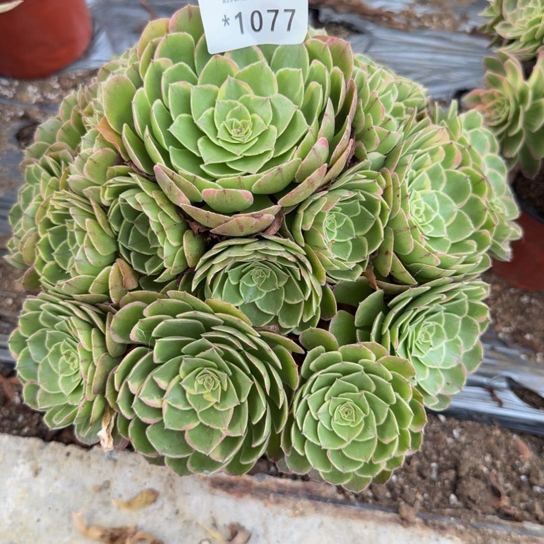 1077。青樱。多肉植物