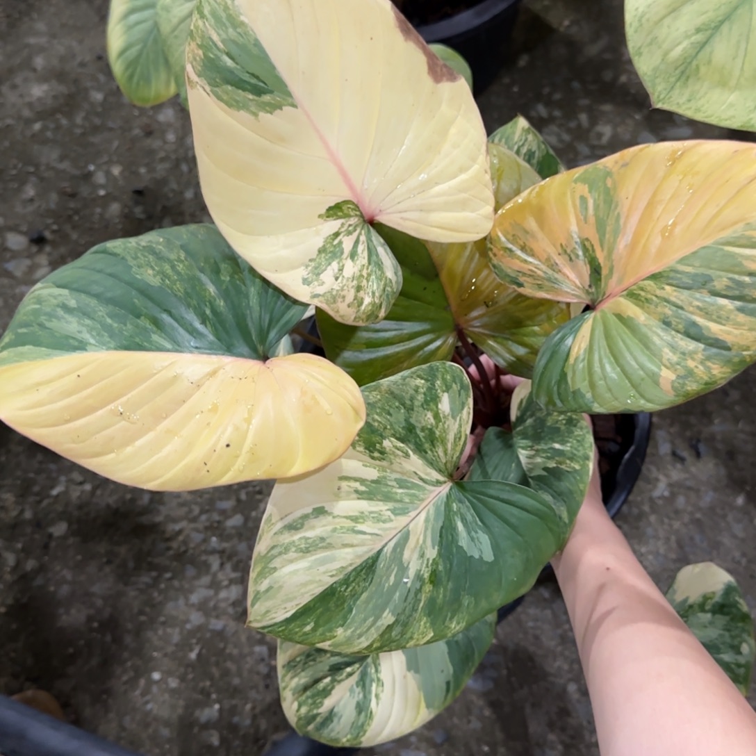 R007-1226黄锦千年健