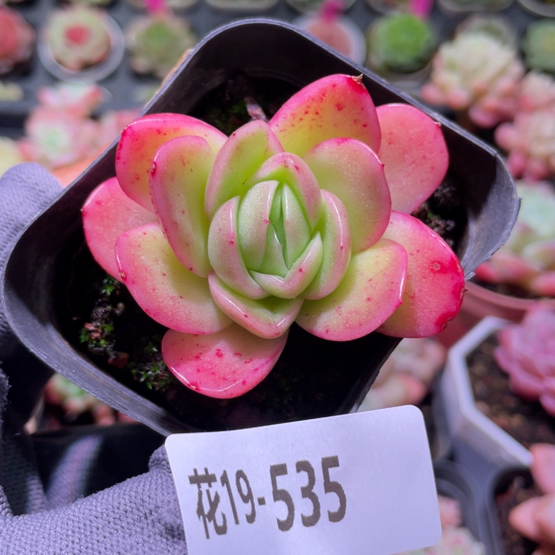 花利美19-535冰玫瑰