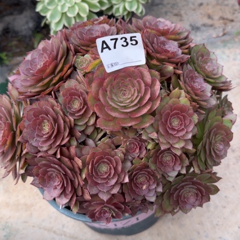 735红魔多肉23厘米