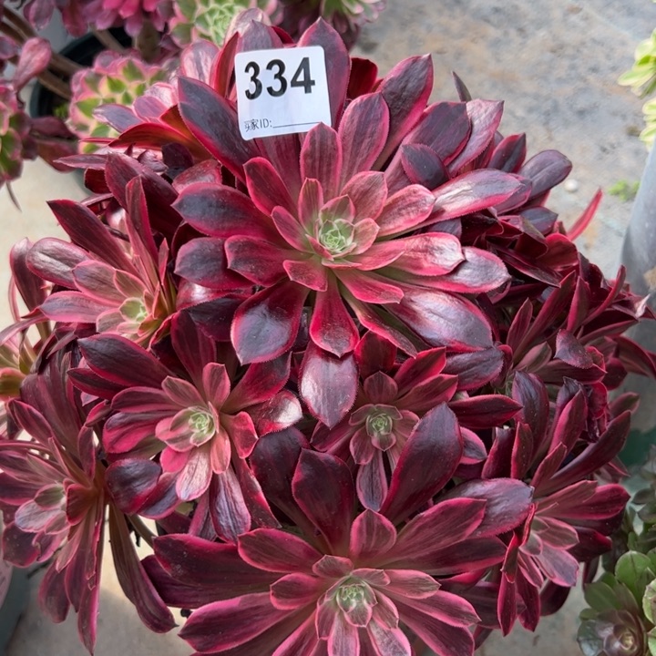 334白婚纱30厘米左右