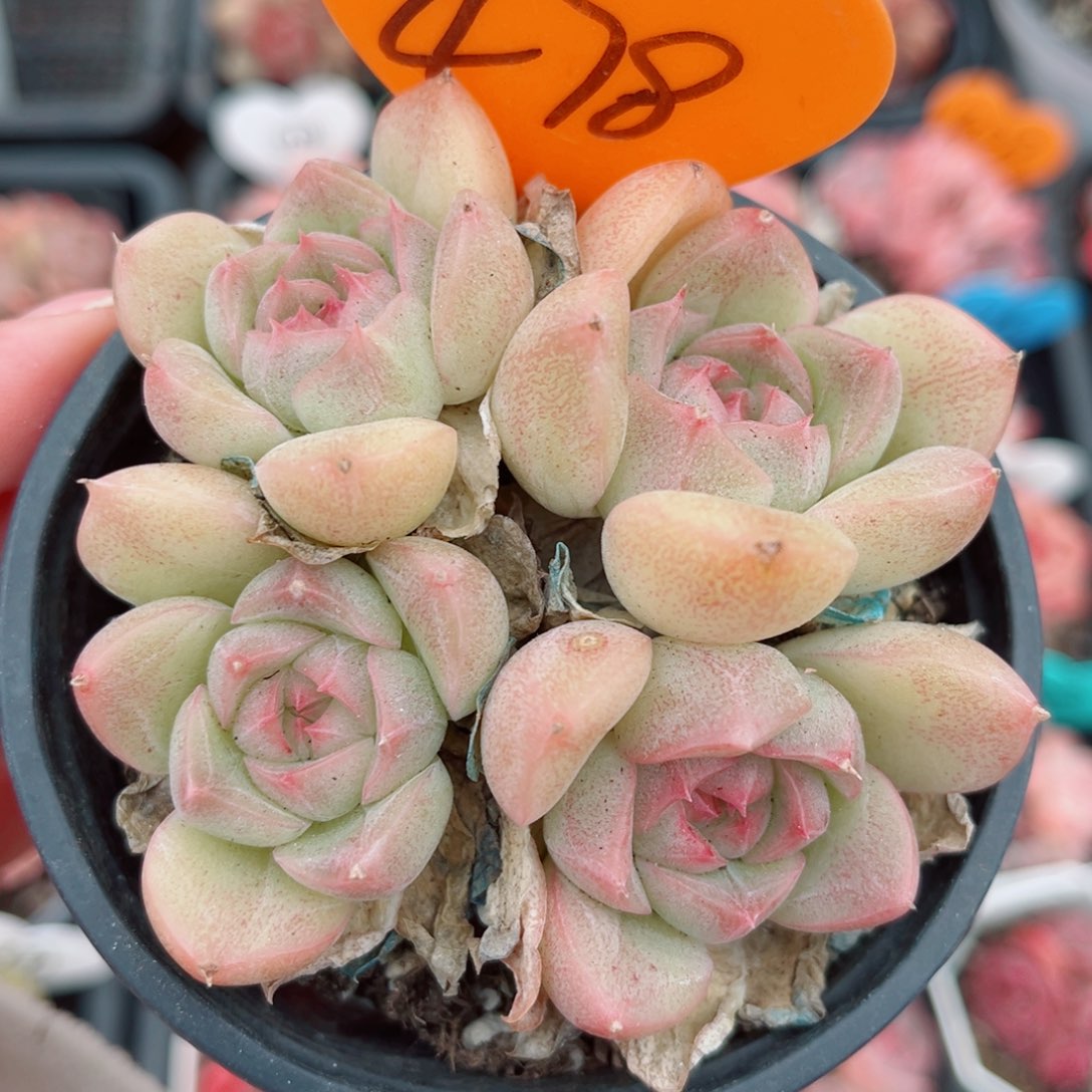 478号小老桩珍妮群