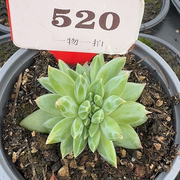 美人缀化520多肉植物