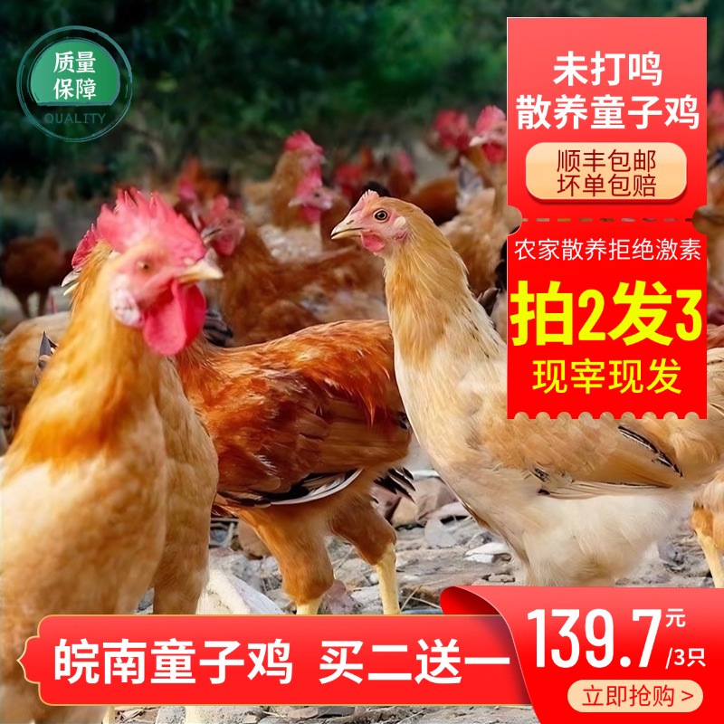 【3只装矩划算】孩子爱吃皖南深山散养童子鸡现杀肉质鲜嫩家长放心