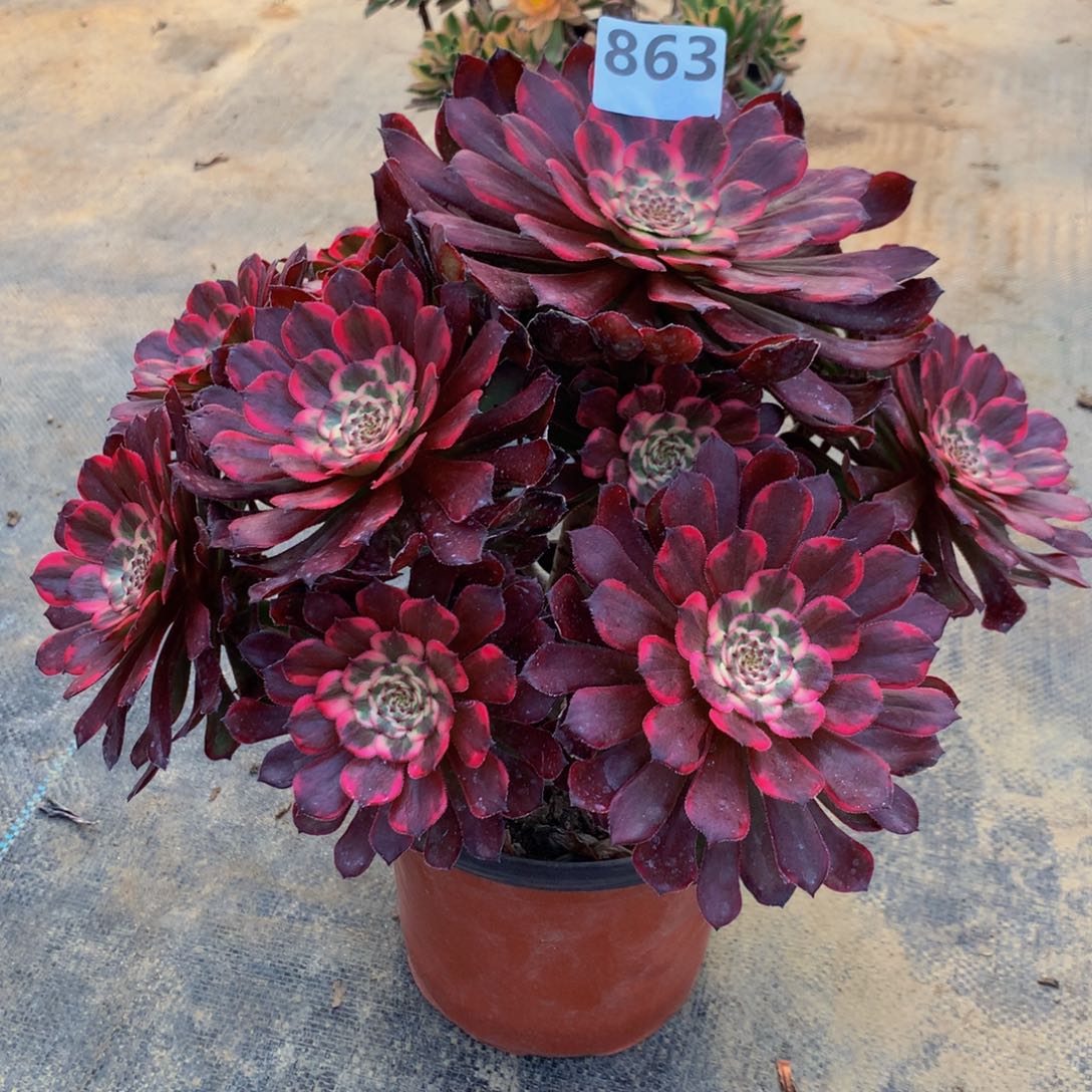 【闪购商品】蜻*863烟火