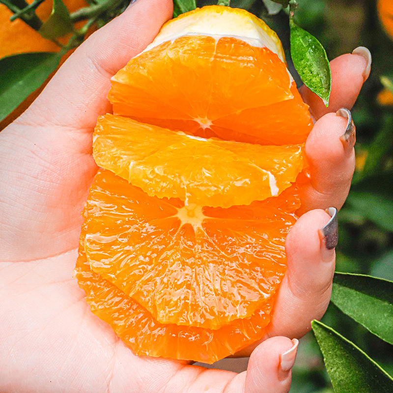 【果有心】湖北秭归九月红脐橙4.5斤