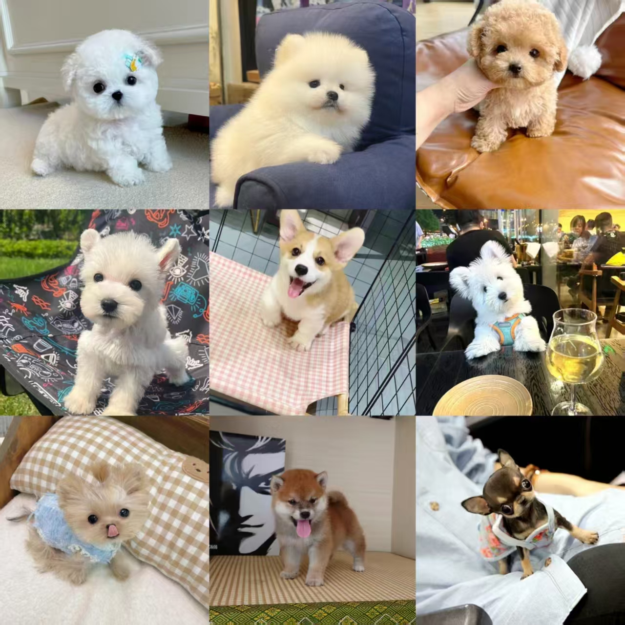 【凡哥家犬舍】狗狗活体