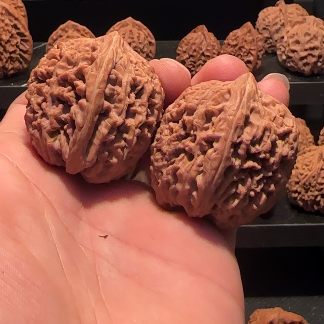 桃核把件大蒜头核桃38