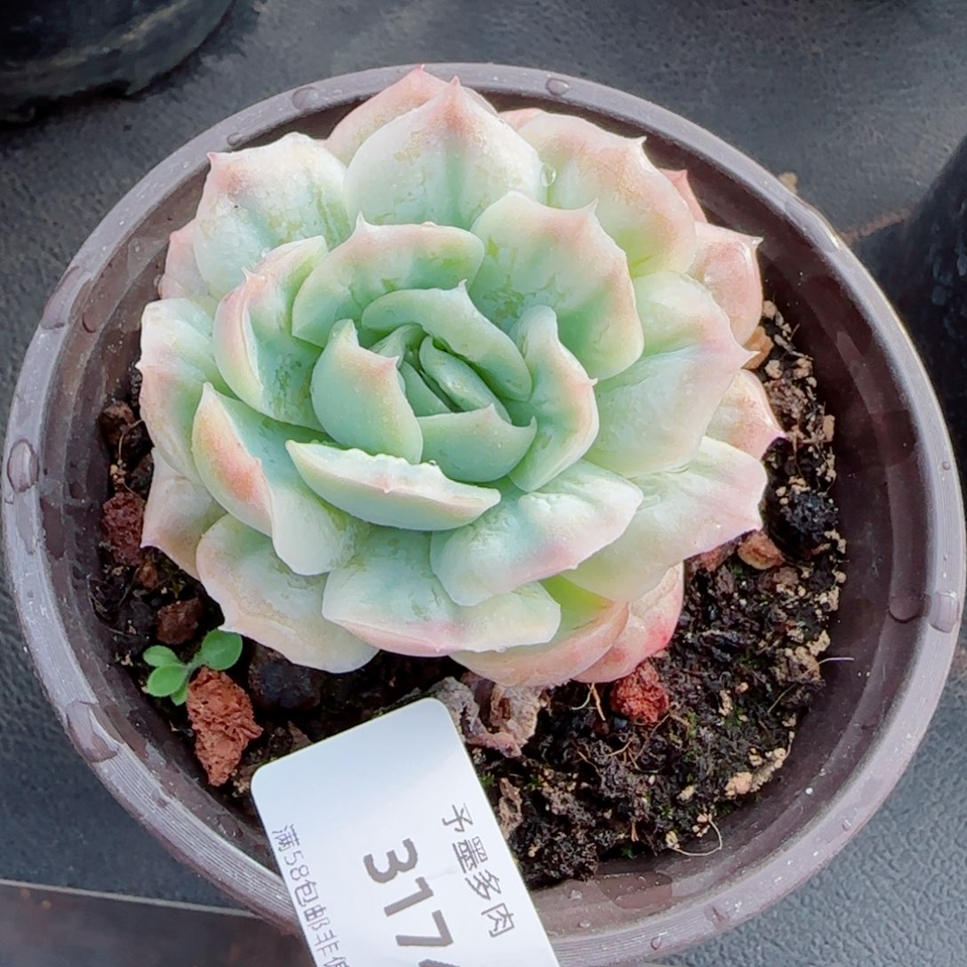 泡泡纱裙，3174多肉植物