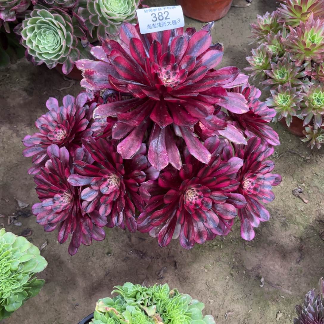 382美姬多肉植物法师