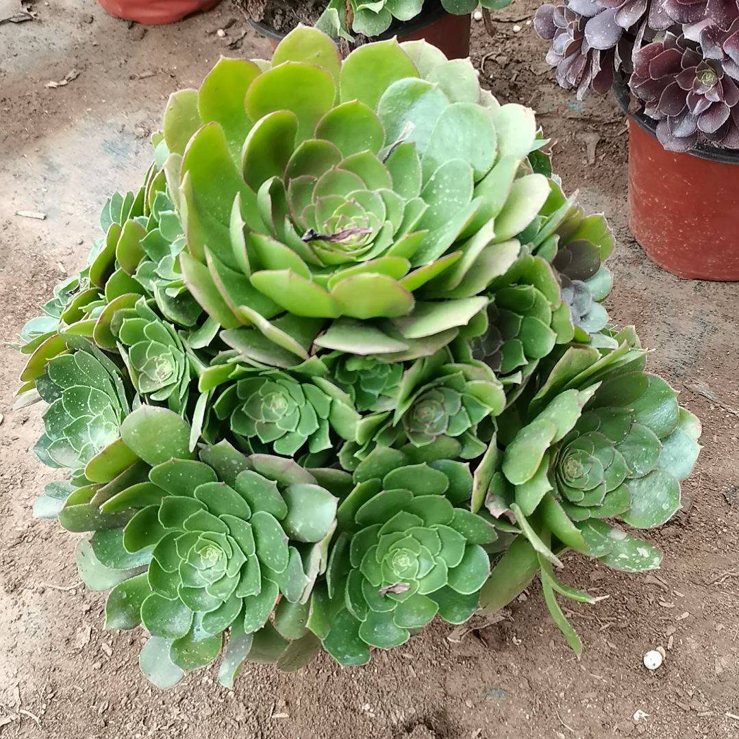 人**戏万圣节法师多肉法师3-125