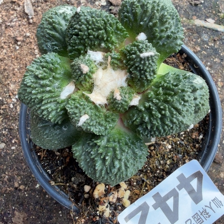 无花朵442哥怒牡丹东八