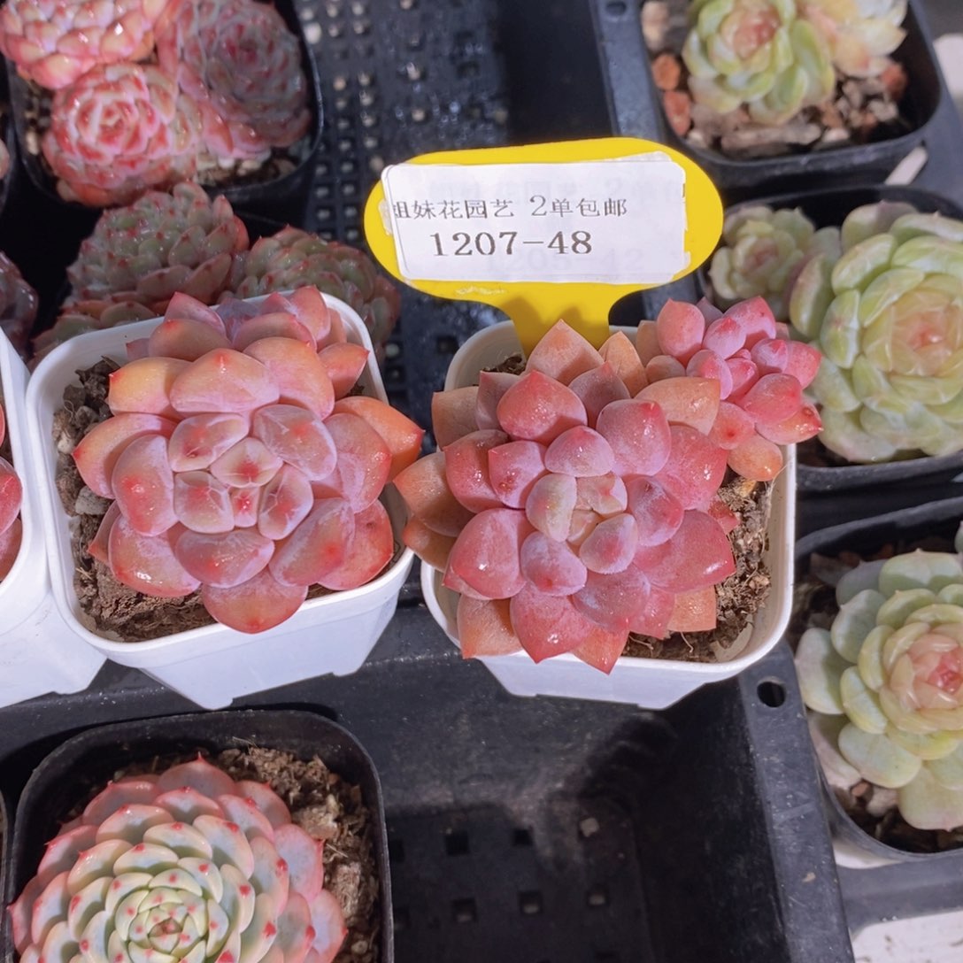 1207-48-精品奶油半夏双头一个