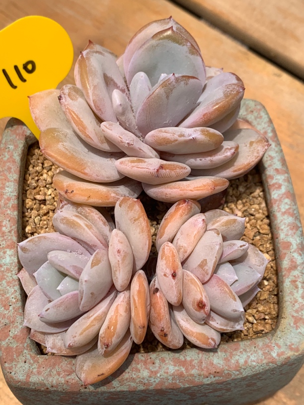 韩货奶茶无砍老桩110