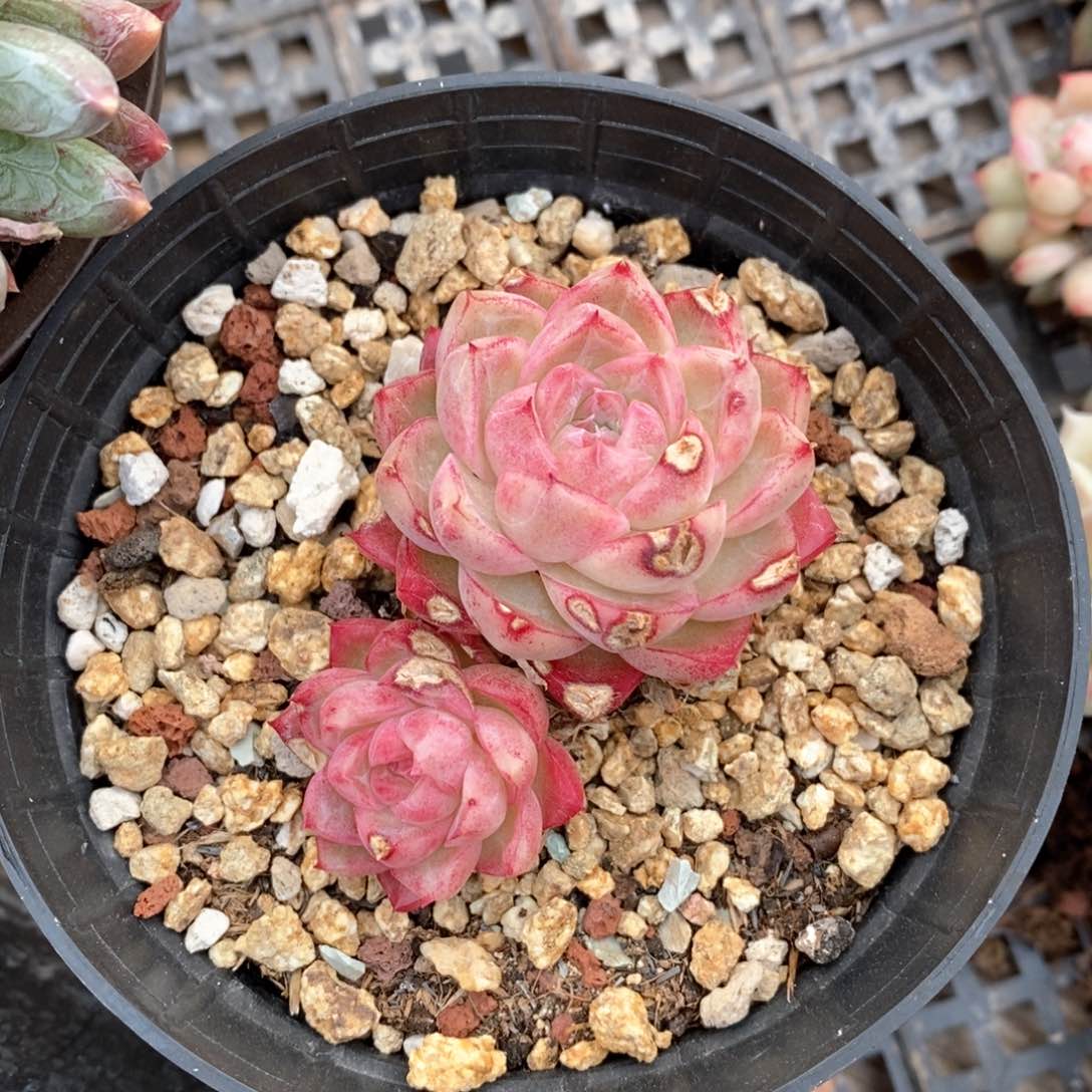 精品多肉一物一拍59