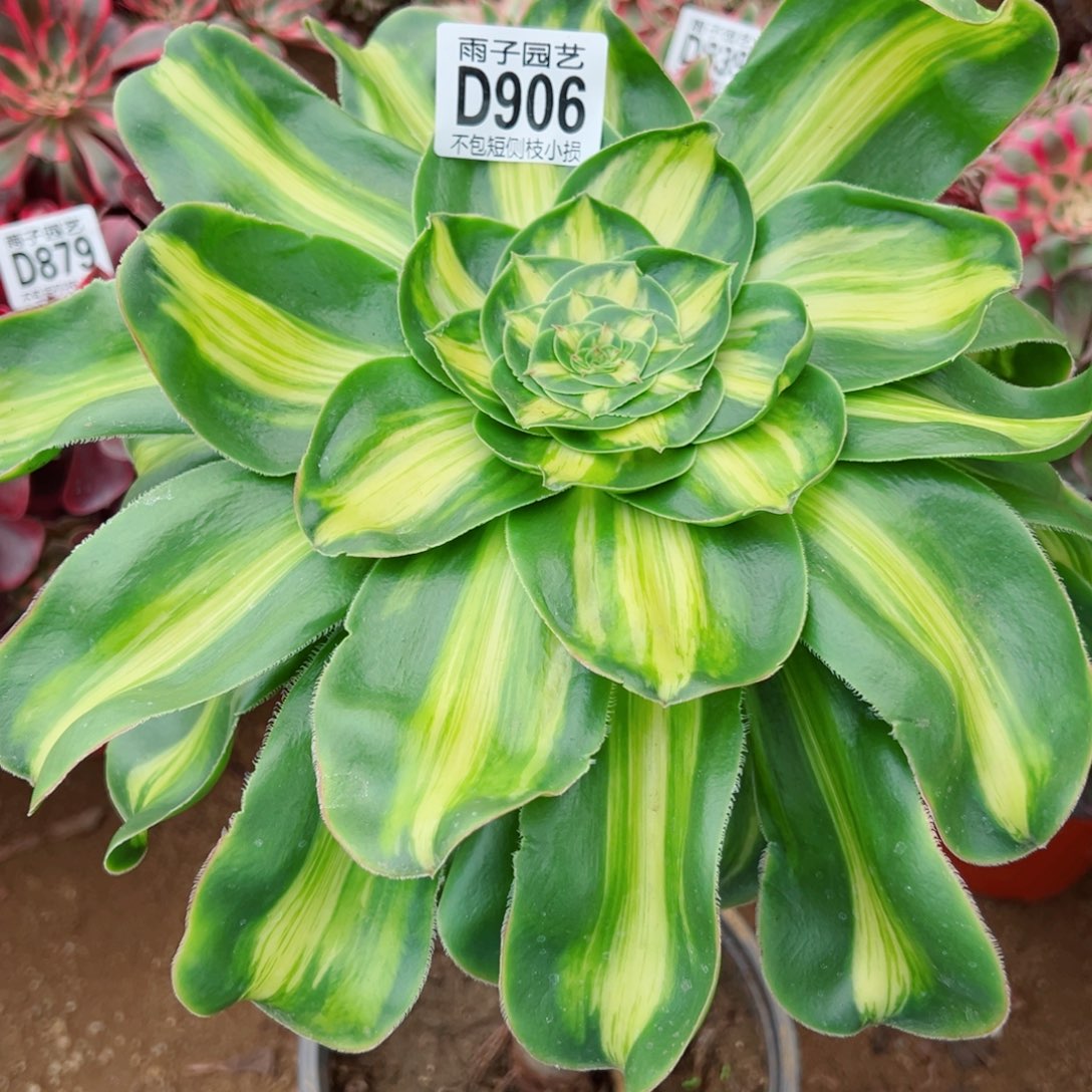 906爆君雨子多肉植物