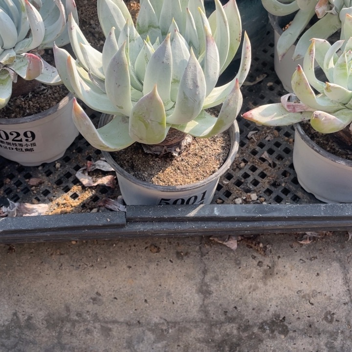 1号雪山杂多肉植物