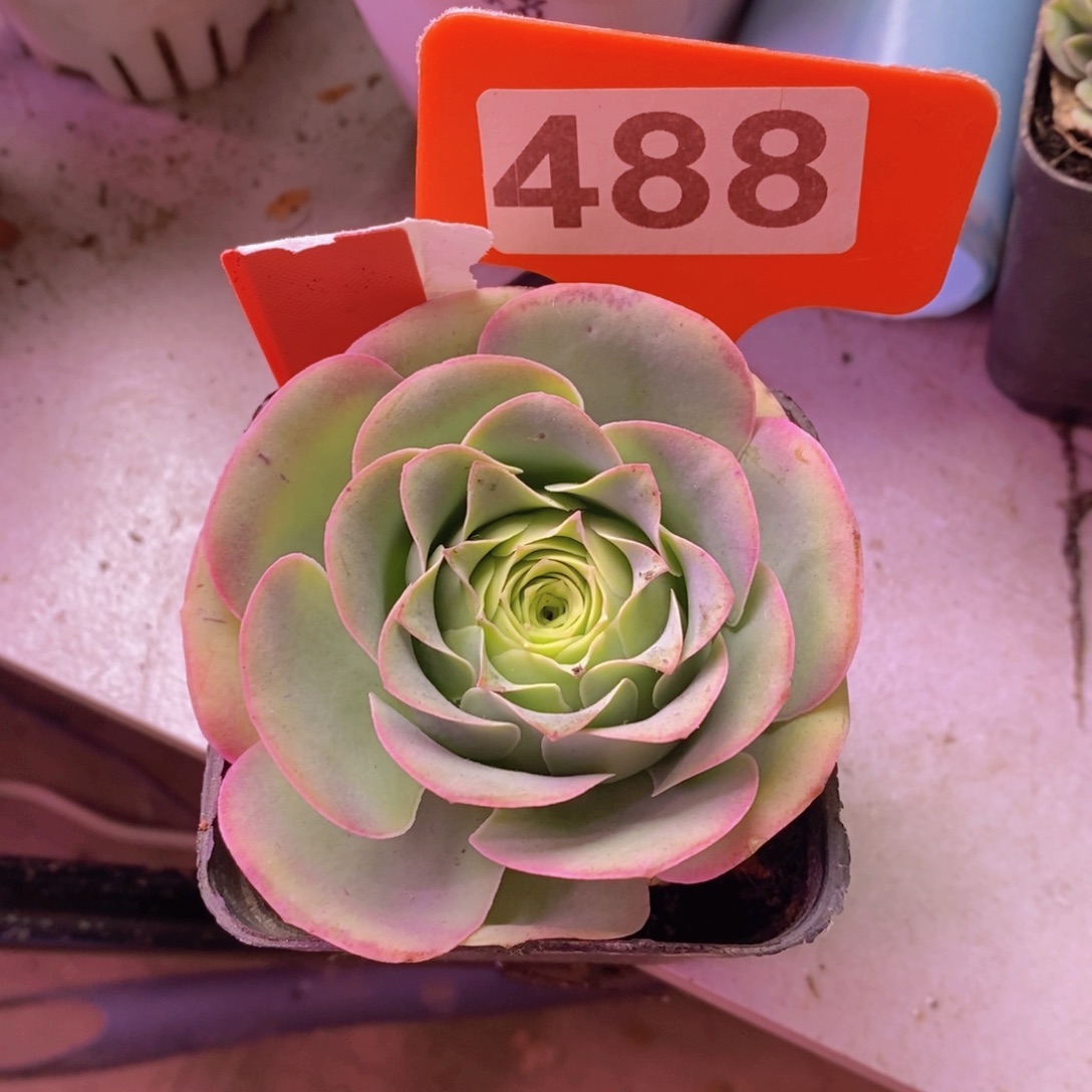 超*鹿啦啦玫瑰一物一拍488