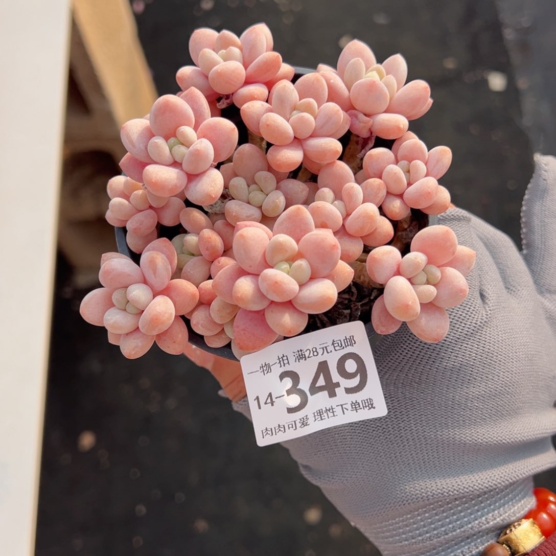 鱼子酱多肉多肉多肉多肉