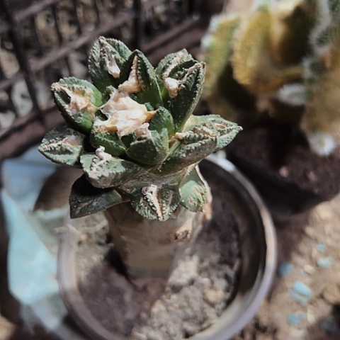 801仙人球嫁接牡丹