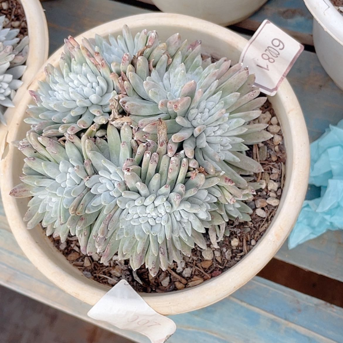 【闪购商品】白姆白姆