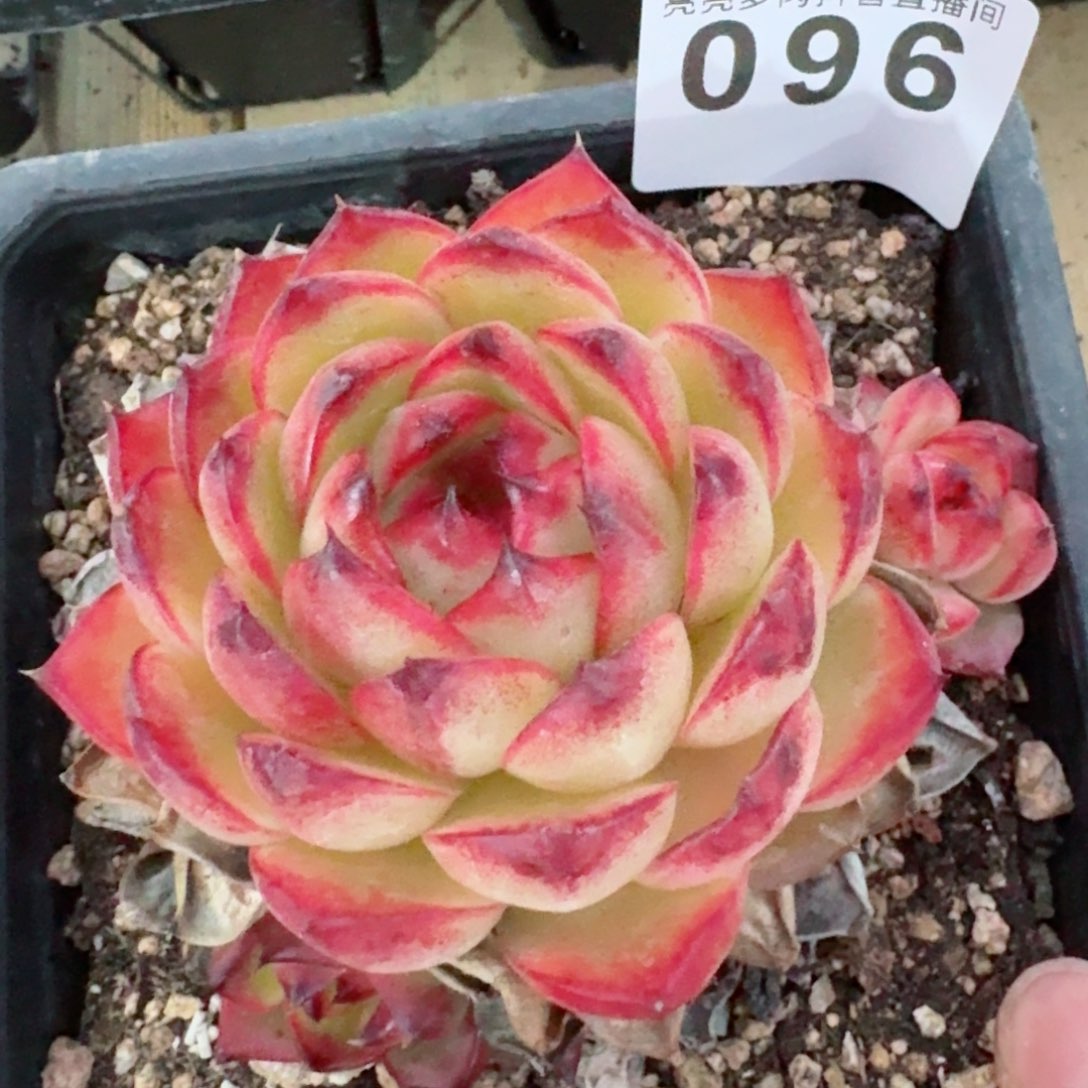 福利月亮石         精品多肉