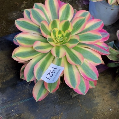 香妃多肉植物1921