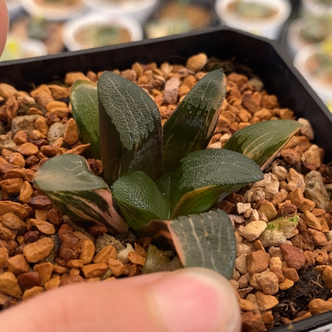 138号大黑天克锦多肉植物