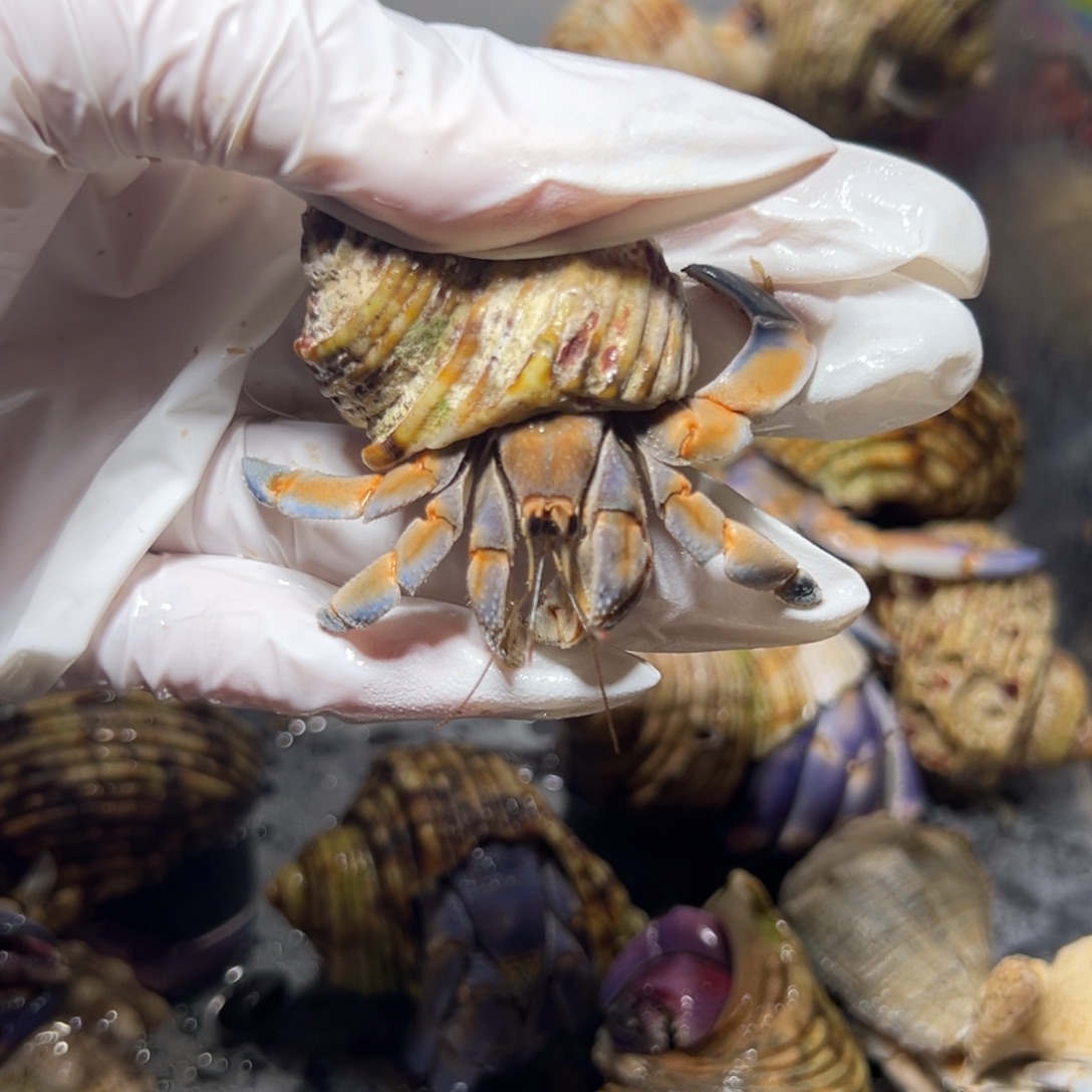 橘色紫陆口径2.2口