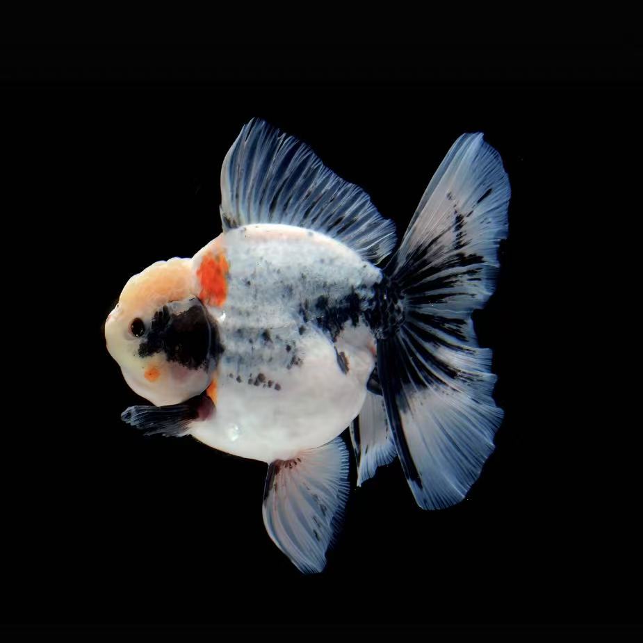 长尾短尾百褶裙泰狮金鱼冷水观赏活体鱼好养耐活