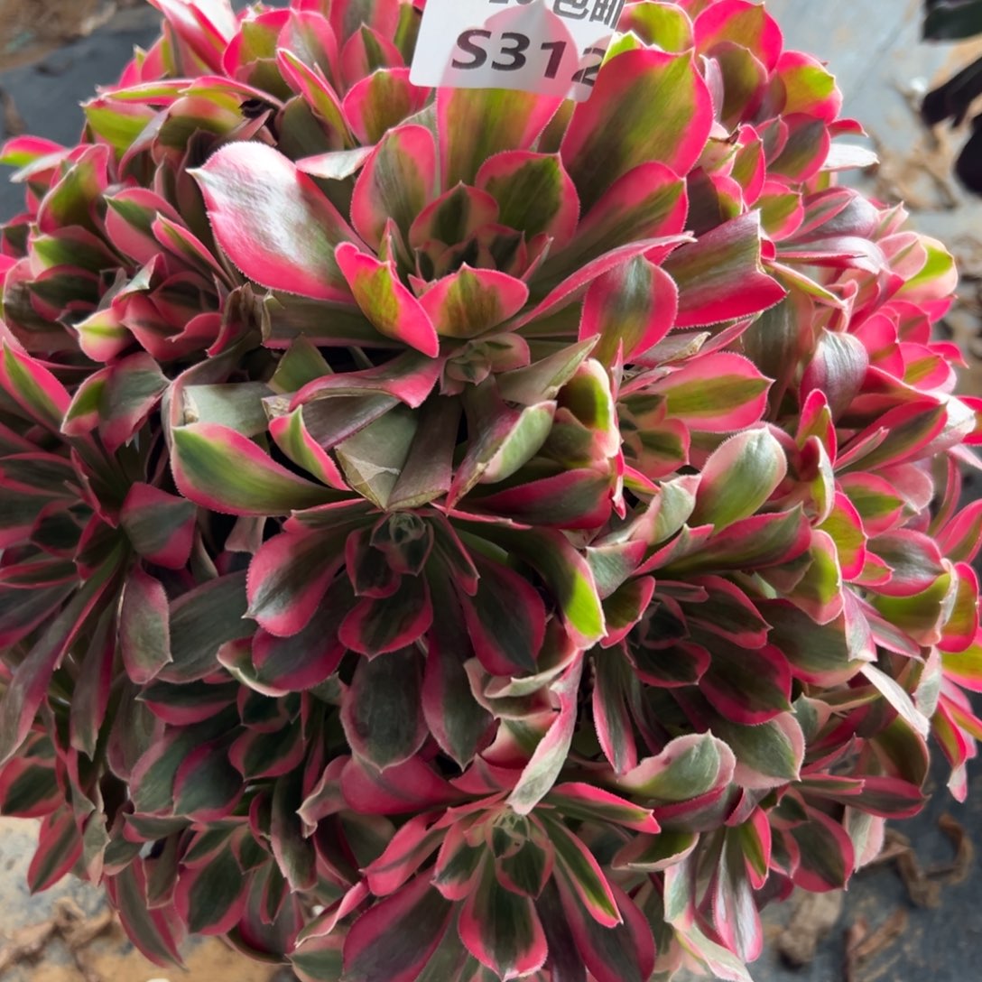 312女郎，满20包邮嘟叮熊