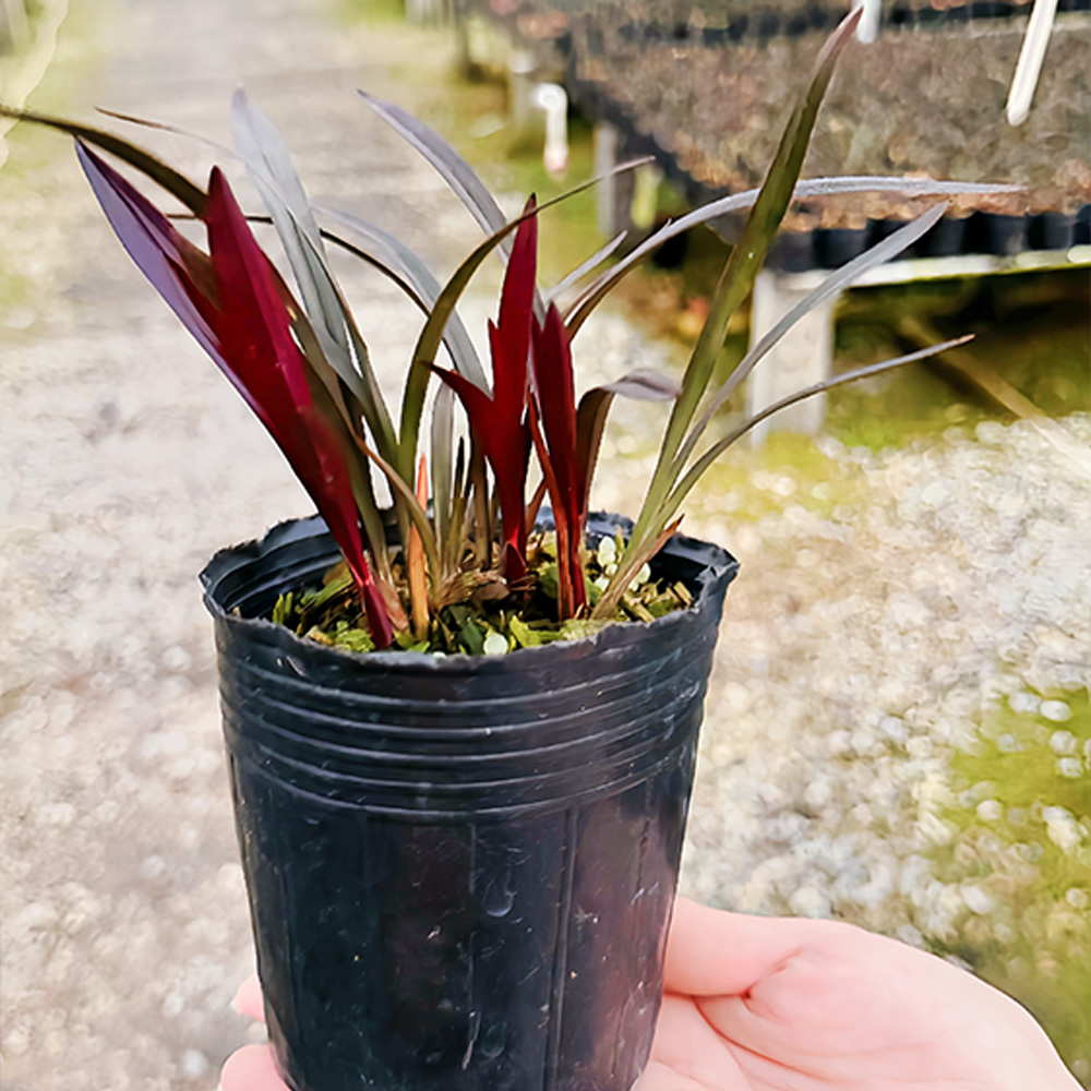 建兰铭品【红草红荷】浓香源头基地直发室内茶几易养绿植兰花盆栽