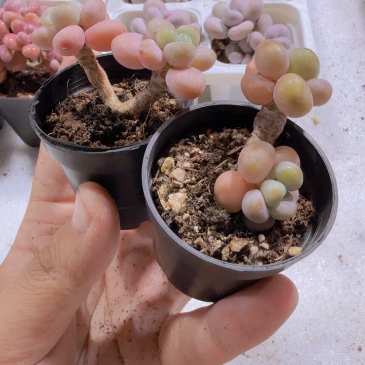 韩版小碗鱼子酱福利