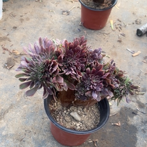 娜迦缀多肉植物067