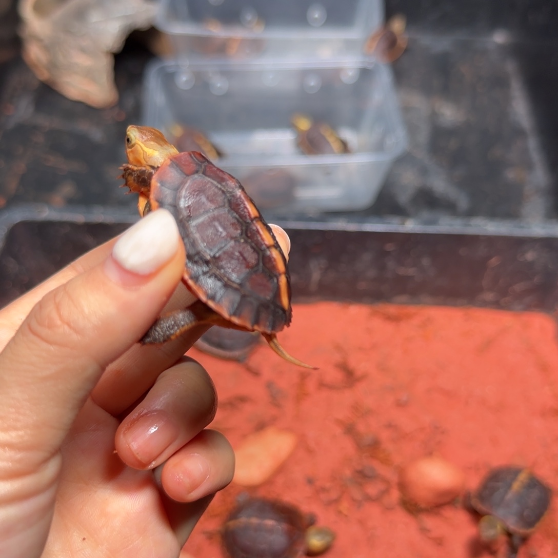 不分公母宠物龟黄缘龟苗子