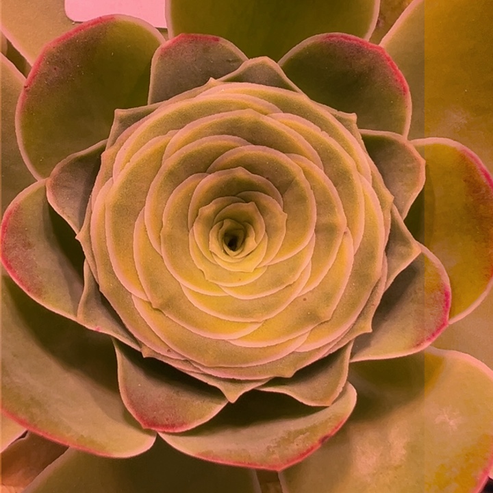 HR529级品平底锅88折