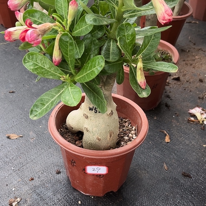 用***829号带盆带土发货