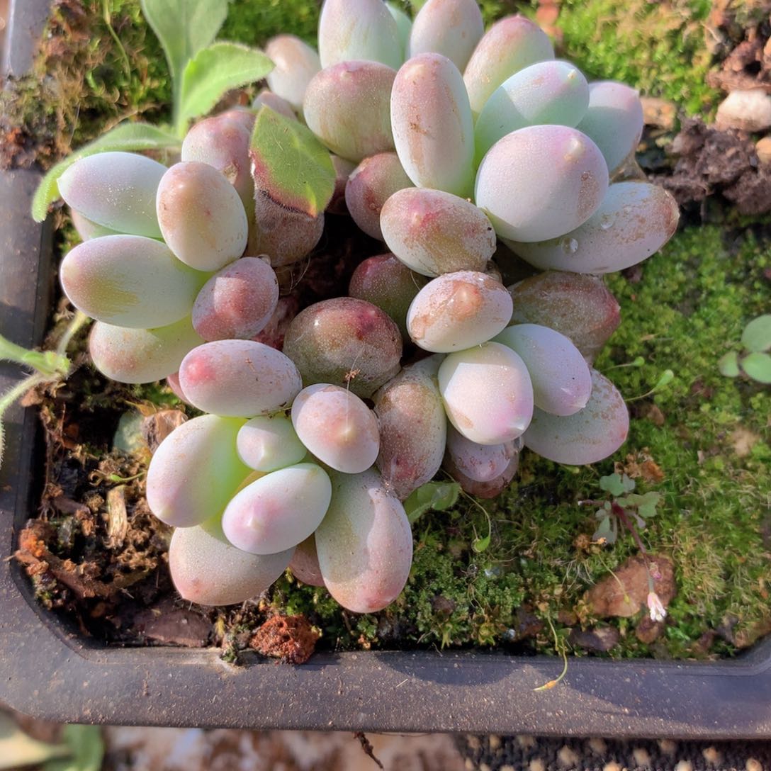 .****O蟠桃奶7公分一物一拍