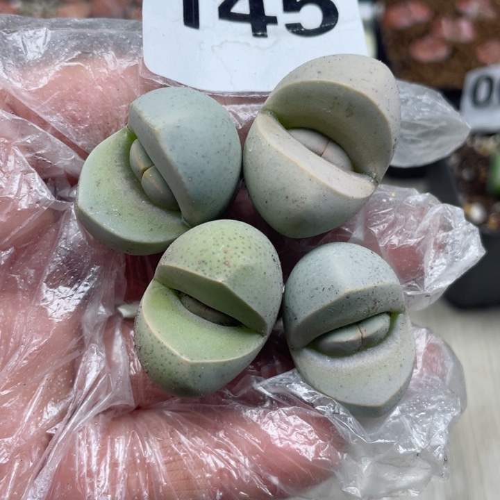 145粉春桃4颗母本3cm